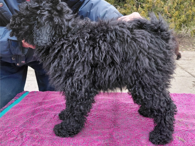 Puli puppy for sale